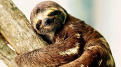 Sluggish sloth’s secrets of success revealed in new study