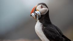The tiny island where puffins are thriving despite global decline