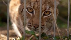 Can this lynx born in a zoo learn to live in the wild?