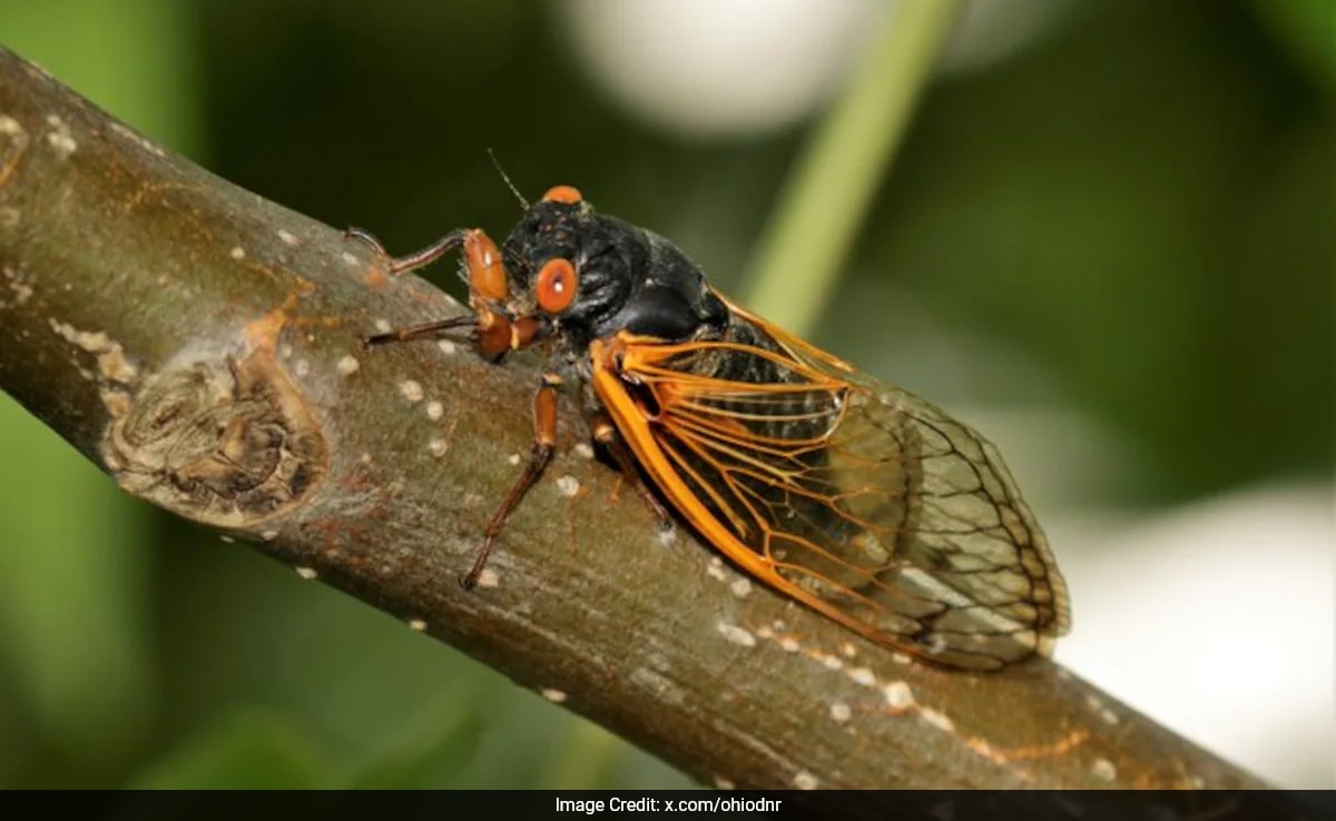 ‘Creatures Of History’: Cicada Brood XIV Emerges In US After 17 Years