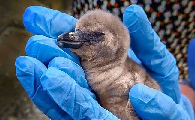 Penguin Chicks Born At Mumbai Zoo Should Be Given Marathi Names: BJP