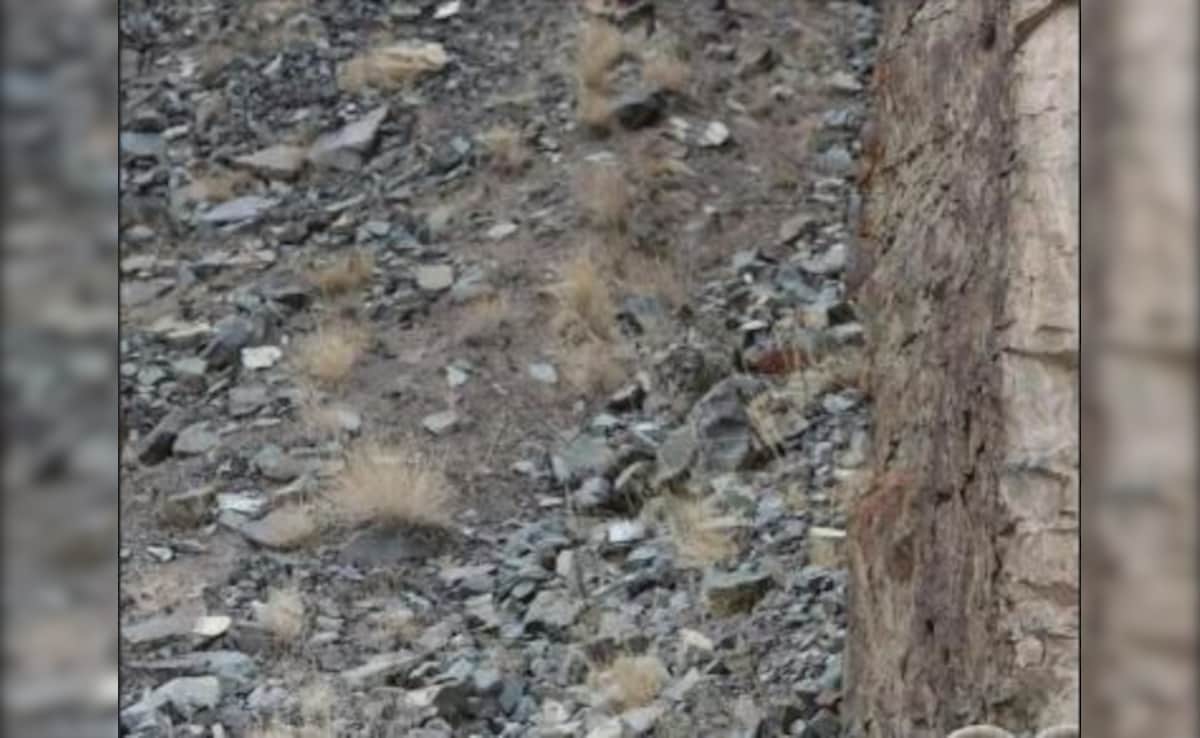 इस तस्वीर में कहीं एक हिम तेंदुआ छिपा है, ढूंढ-ढूंढकर परेशान हुए लोग, सिर्फ 5% लोग ही दे पाए सही जवाब, आप भी करें ट्राई