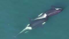 Killer whales make kelp tools to ‘massage’ each other