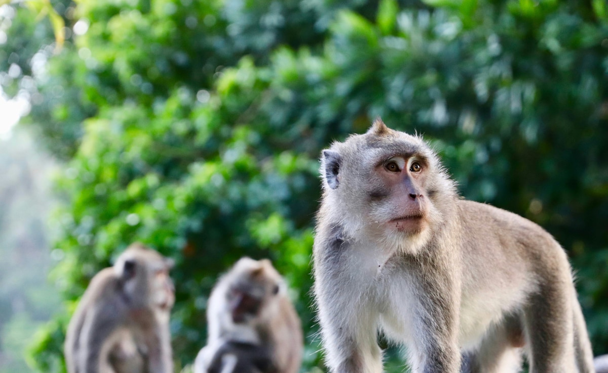 Monkey Snatches Man’s Bag With Rs 20 Lakh Jewellery In UP, Cops Get It Back