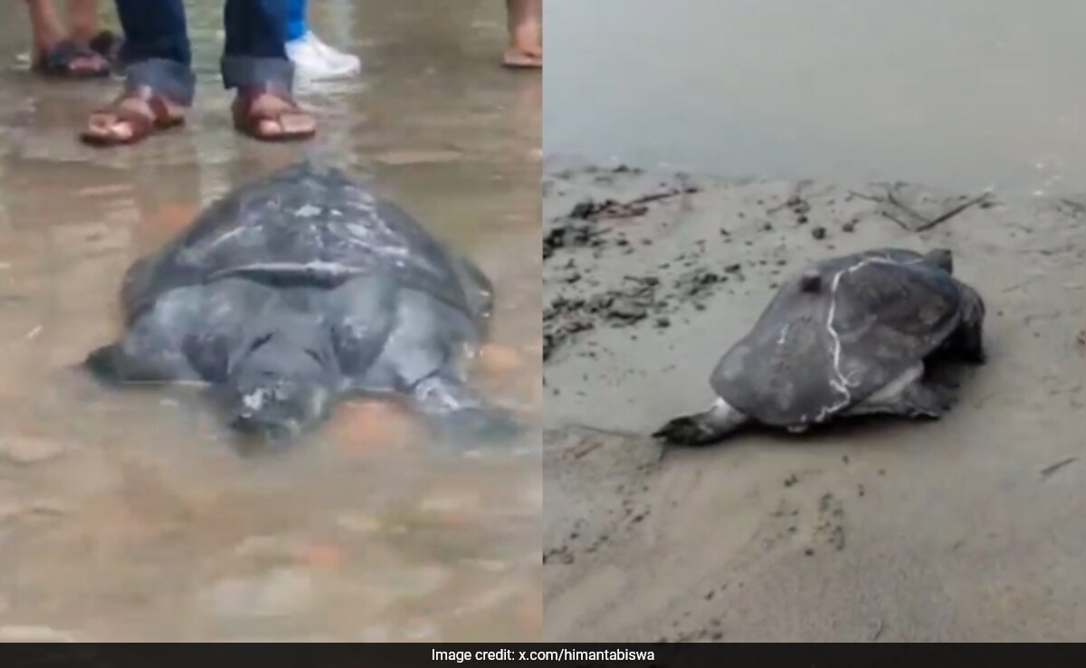 Himanta Sarma Posts Video Of Turtle Rescued By Locals As Assam Battles Floods