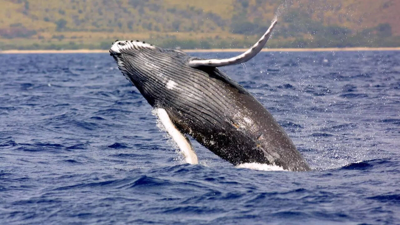 Humpback whales try to communicate with humans, new study reveals