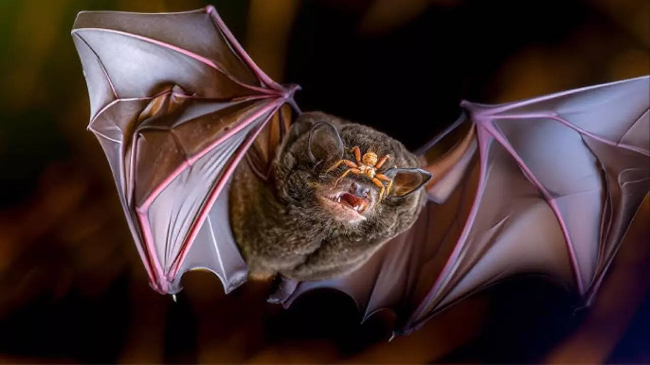 Why bats are a global concern for pandemics: A look at their role in past and emerging viruses