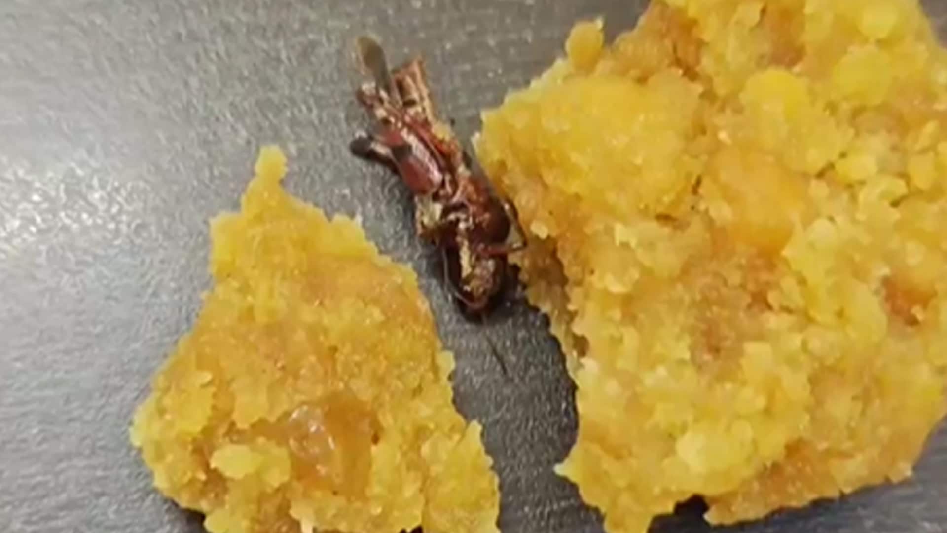 Man Says He Found Cockroach In Andhra Pradesh Temple ‘Laddoo’, Official Denies Claim