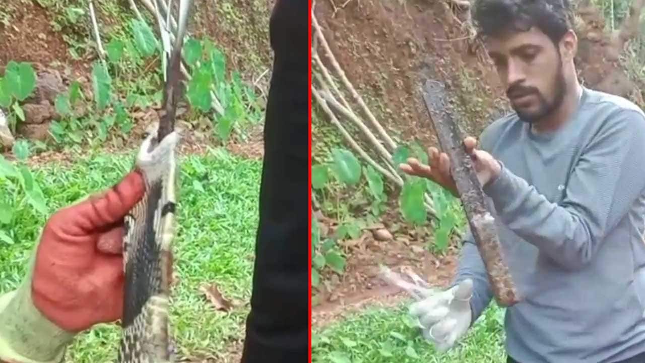 Video: Cobra Swallows 1-Foot Long Knife. Here’s How They Took It Out