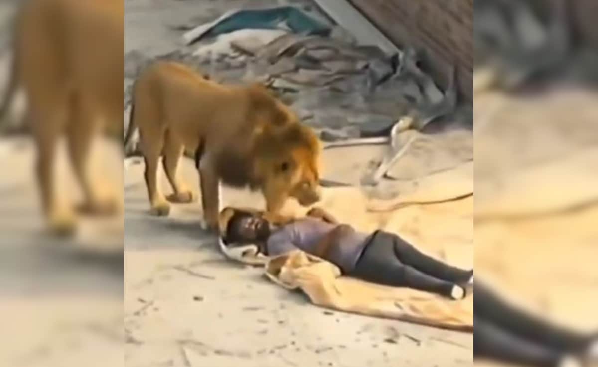 छत पर चैन से सो रहे थे मजदूर, तभी अचानक आ धमके शेर, वीडियो देख कांप उठेगा कलेजा