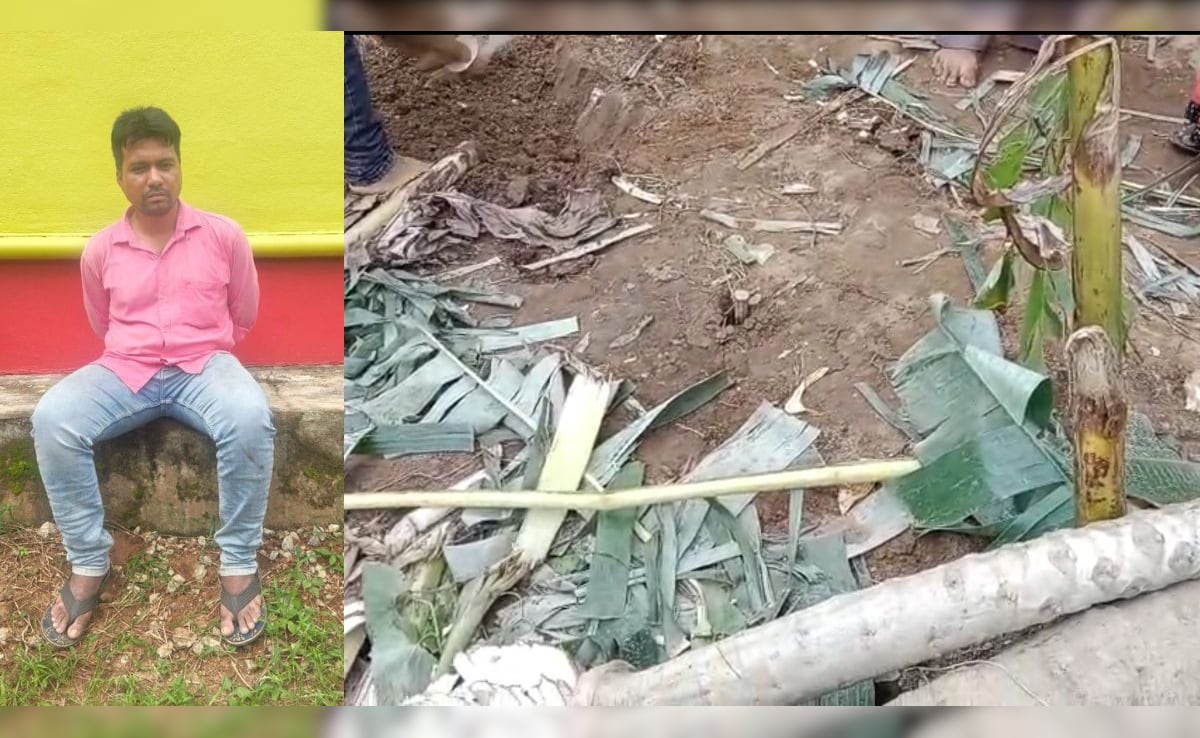 Odisha Man Murders Wife, Her Mother, Plants Banana Trees To Hide Buried Bodies