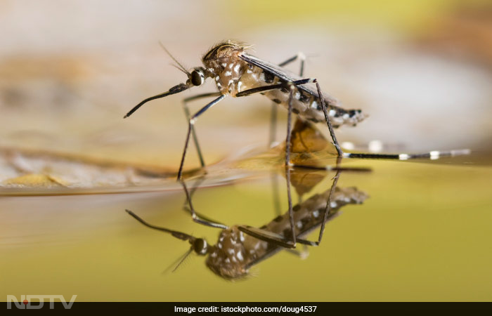 बारिश के कीड़ों ने कर रखा है परेशान तो अपना लें ये घरेलू उपाय, आस-पास नहीं भटकेगा एक भी कीड़ा