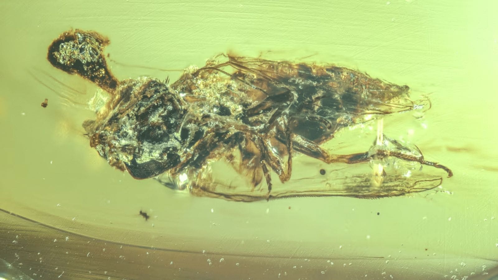 ‘The Last of Us’ cretaceous edition? 99-million-year-old amber traps ‘zombie’ fungus from insect brains
