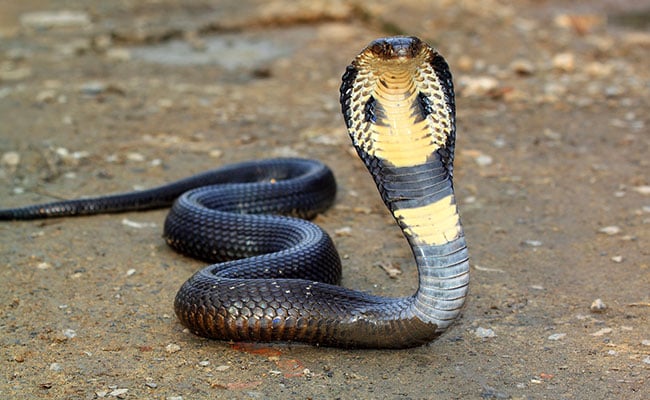 1-Year-Old Child Bites Cobra To Death In Bihar Village