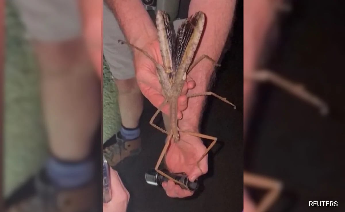 Unique Eggs Help Scientists Identify Insect Species In Australia Weighing As Much As Golf Ball