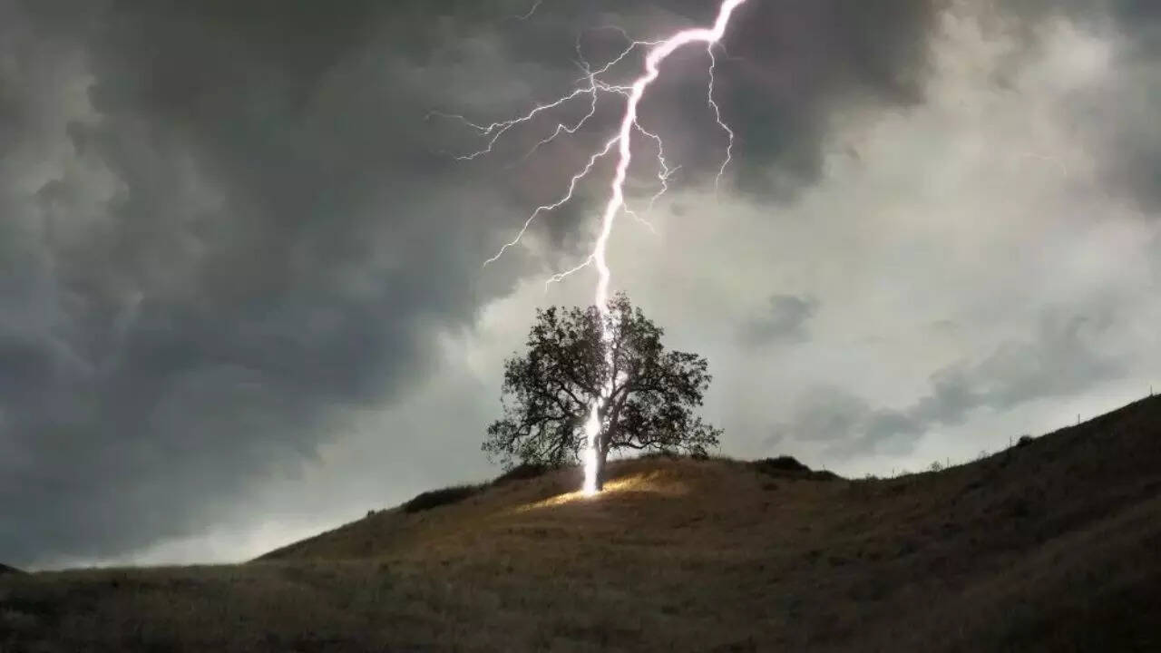 320 million trees die each year from lightning, and climate change is making it worse