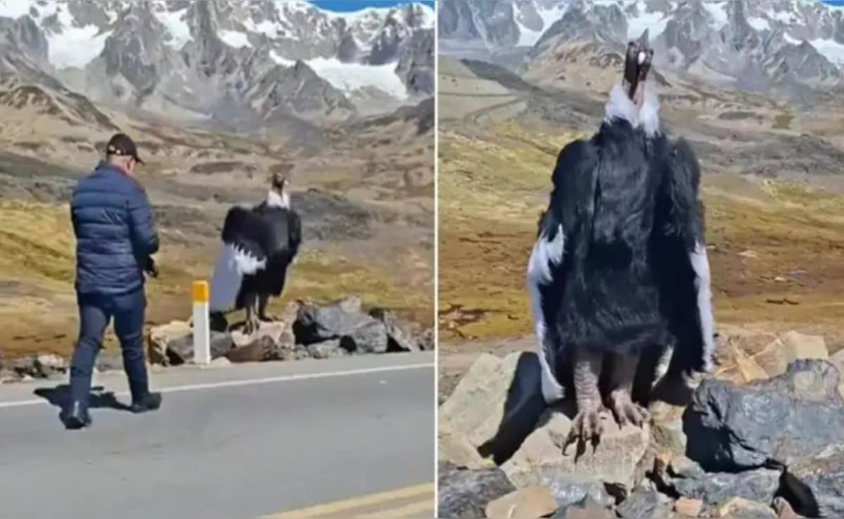 सड़क किनारे पत्थरों पर बैठा दिखा ‘जटायु’ जैसा विशाल पक्षी, वीडियो देख लोग बोले- ये तो रामायण का संकेत है