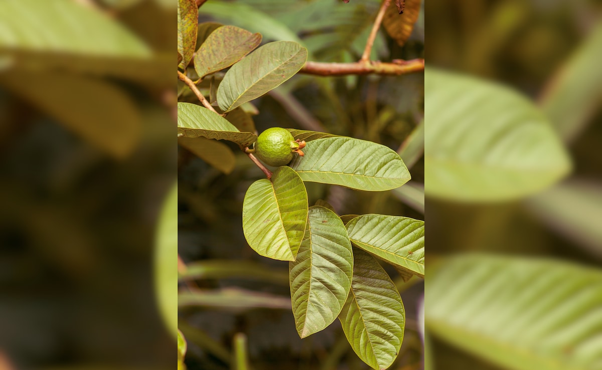सुबह खाली पेट चबाकर खा लें ये 2 हरी पत्तियां, फिर जो होगा वो आप सोच भी नहीं सकते, इन 6 समस्याओं के लिए रामबाण