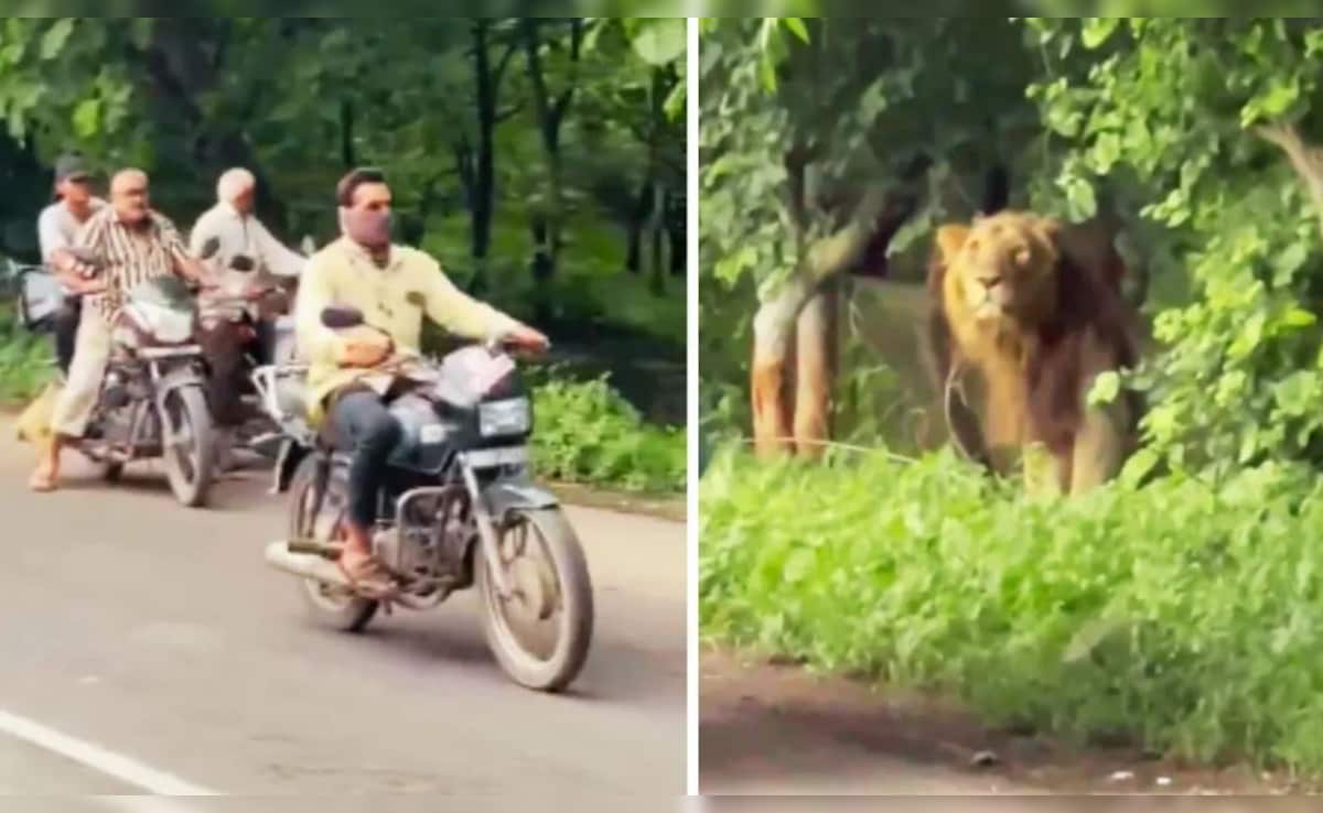 सड़क से गुजर रहे थे लोग, तभी दिन दहाड़े सामने आ धमका बब्बर शेर और फिर…