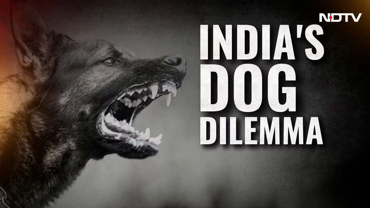 India Battles Stray Dog Menace: Who’s Responsible For Stray Crisis?