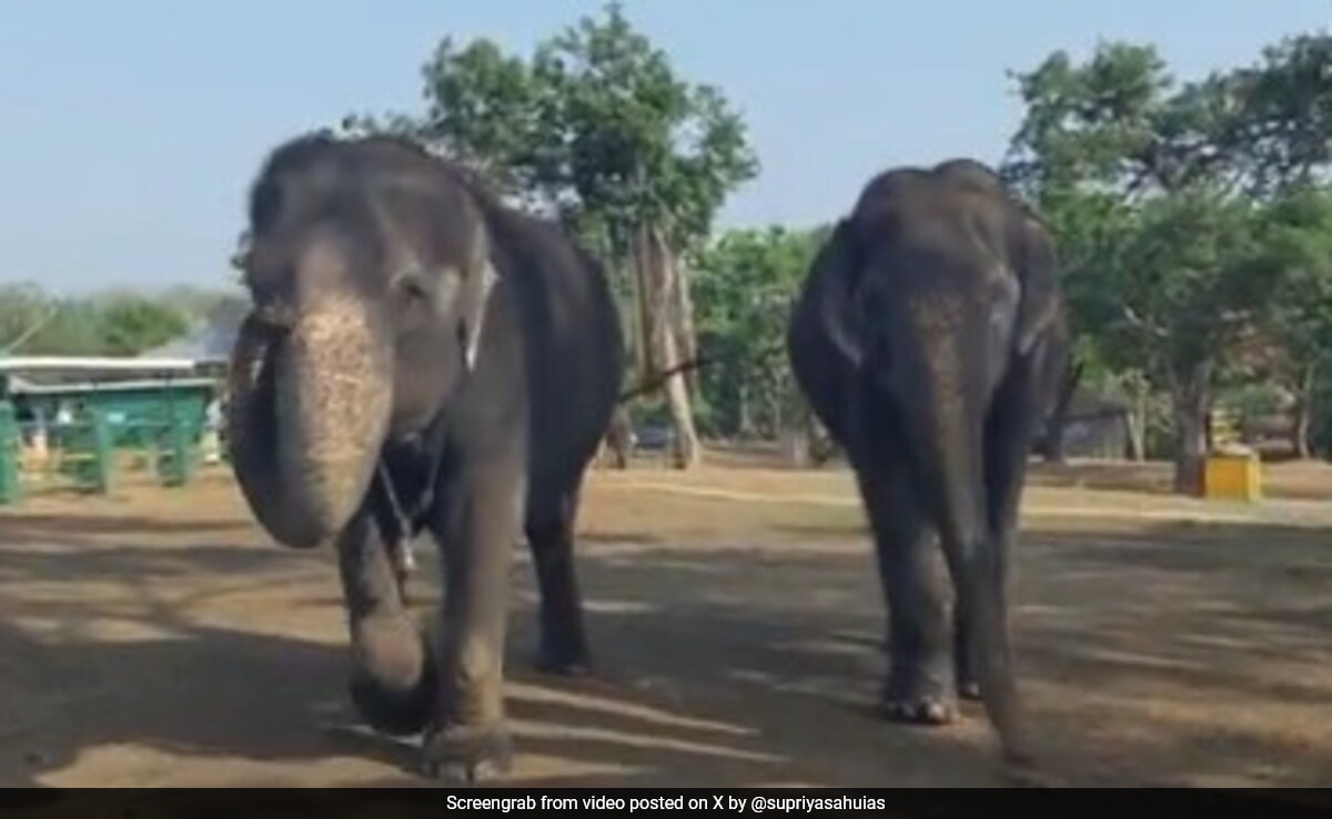 Tale Of 2 Elephants In Tamil Nadu Who Have Been ‘Best Friends’ For 55 Years
