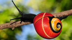 Mission begins to save snails threatened by own beauty