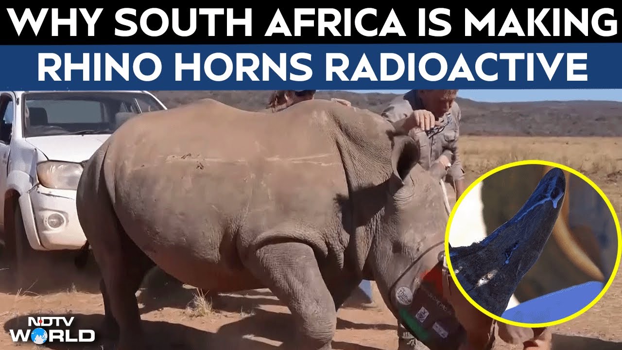 Why South Africa Is Injecting Rhino Horns With Radioactive Isotopes