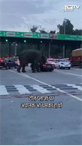 टोल प्लाजा पर हाथी का हंगामा, VIDEO VIRAL | Dehradun News