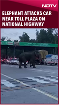 Elephant Attacks A Car Near Toll Plaza On Dehradun-Haridwar Highway