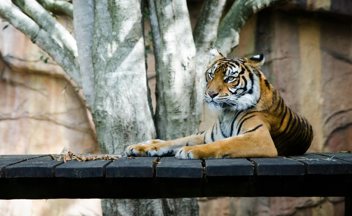 Denmark Zoo Asks People To Donate Their Small Pets As Food For Its Predators