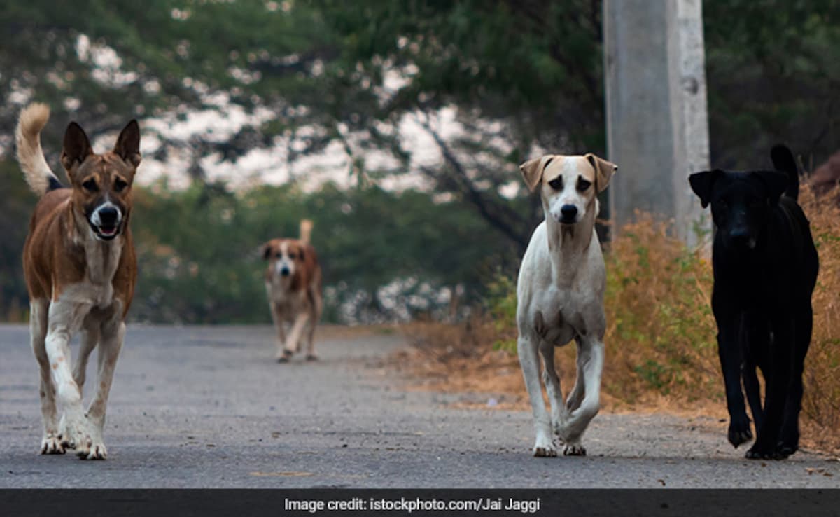 “These Animal Activists…”: Big Supreme Court Order On Stray Dog Menace