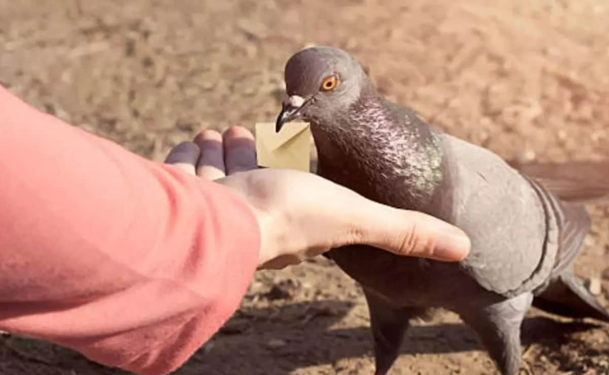 Days After High Court Order, 1st Case Filed For Feeding Pigeons In Mumbai