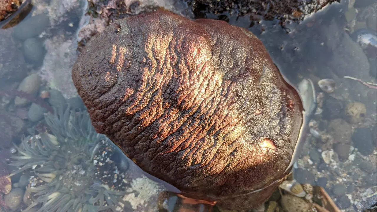 Study reveals nature’s hardest teeth: Chitons inspire future material design