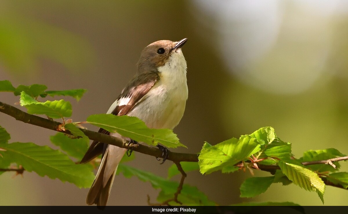 City Noise, Lights Disrupt Birds Sleep And Songs: Study