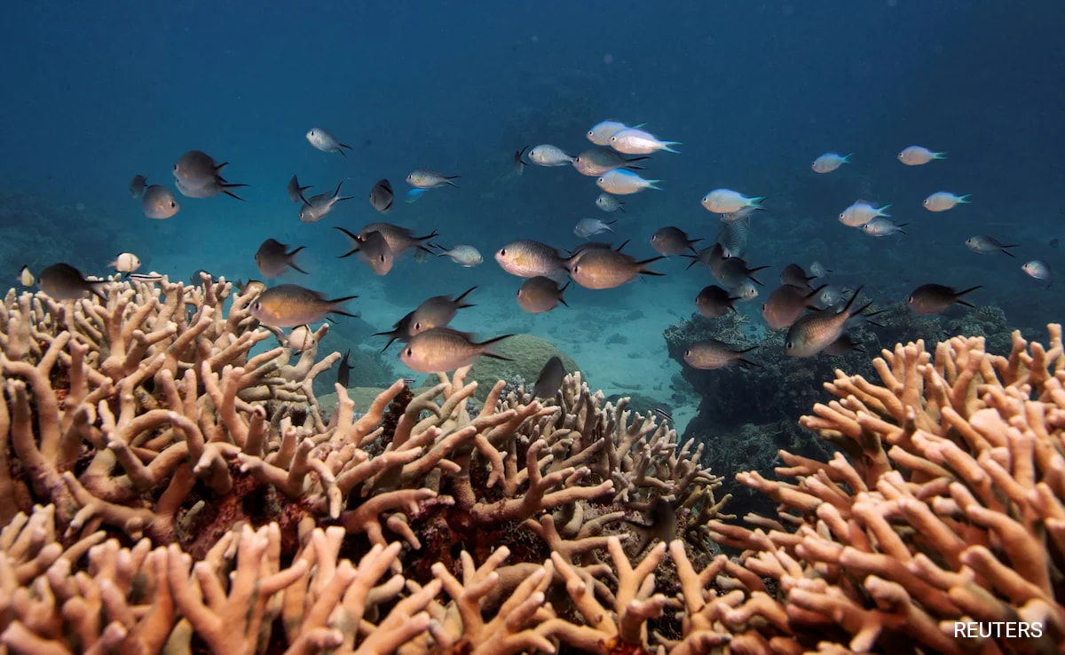 Australia’s Great Barrier Reef Suffers Record Coral Decline Following Mass Bleaching