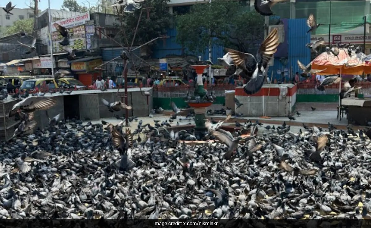 Devendra Fadnavis Orders Controlled Feeding Of Pigeons At ‘Kabutarkhanas’