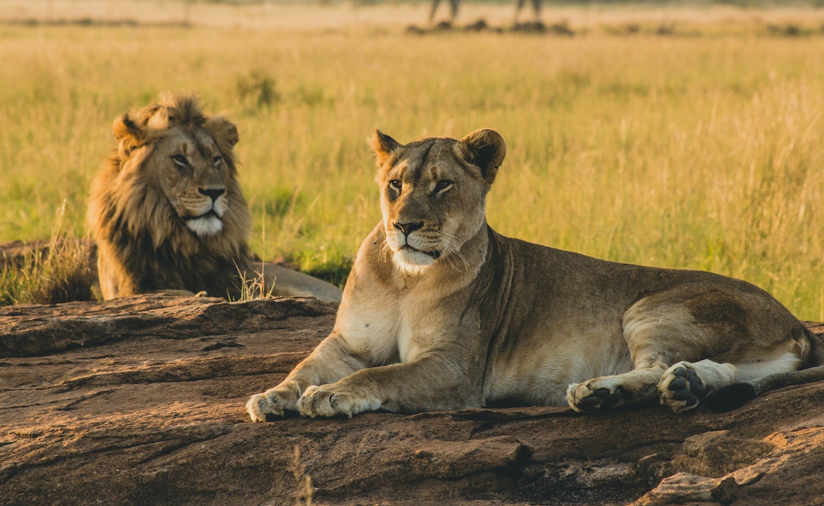 Lioness Spotted In Central Africa National Park For First Time In 6 Years: Report
