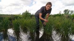 Dismissed as a joke, UK’s first rice crop ripe for picking after hot summer