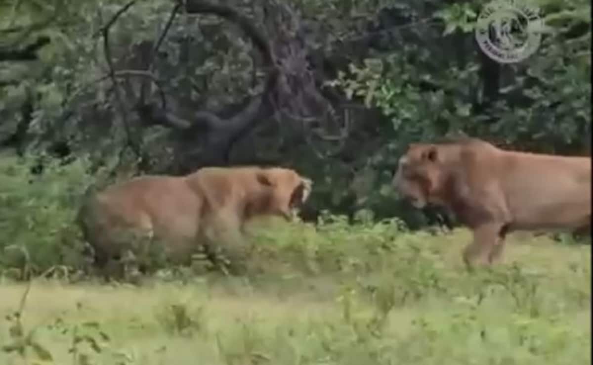Video: Lion Attacks Lioness In Gujarat’s Gir, She Fights Back