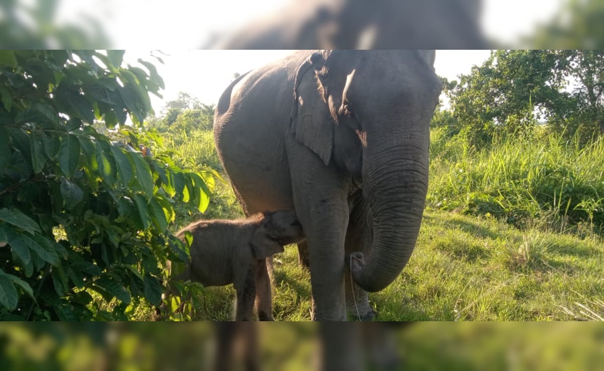 Kaziranga’s Newborn Elephant Calf Named ‘Mayabini’ After Zubeen Garg’s Song