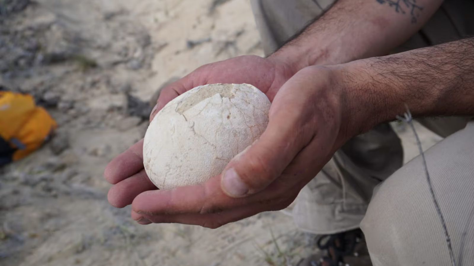 Pristine 70-million-year-old dinosaur egg unearthed in Patagonia; hints at ancient breeding ground