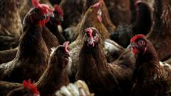 Bird flu confirmed at commercial poultry premises