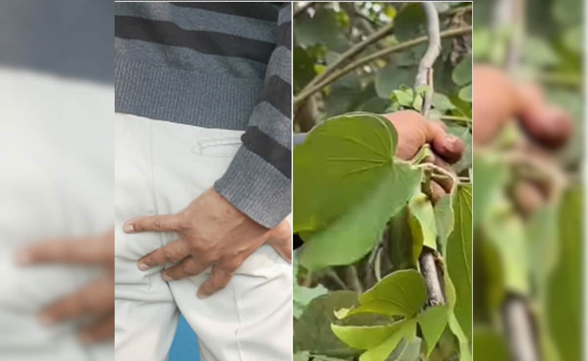 20 साल पुरानी बवासीर बिना ऑपरेशन के हो जाएगी ठीक, इस पेड़ की छाल दिखाएगी कमाल, जानें इस्तेमाल करने का तरीका