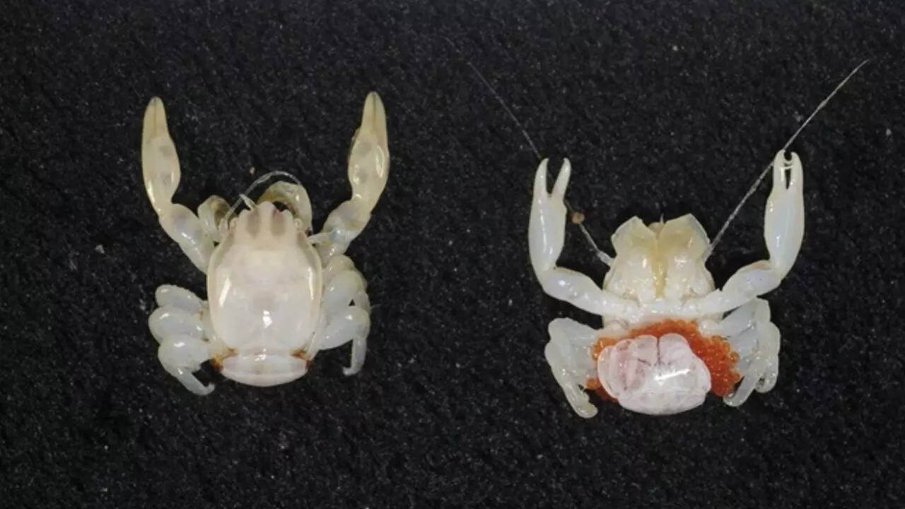 Australia’s deep ocean reveals two new species: A glow-in-the-dark shark and a tiny porcelain crab; discovered by CSIRO