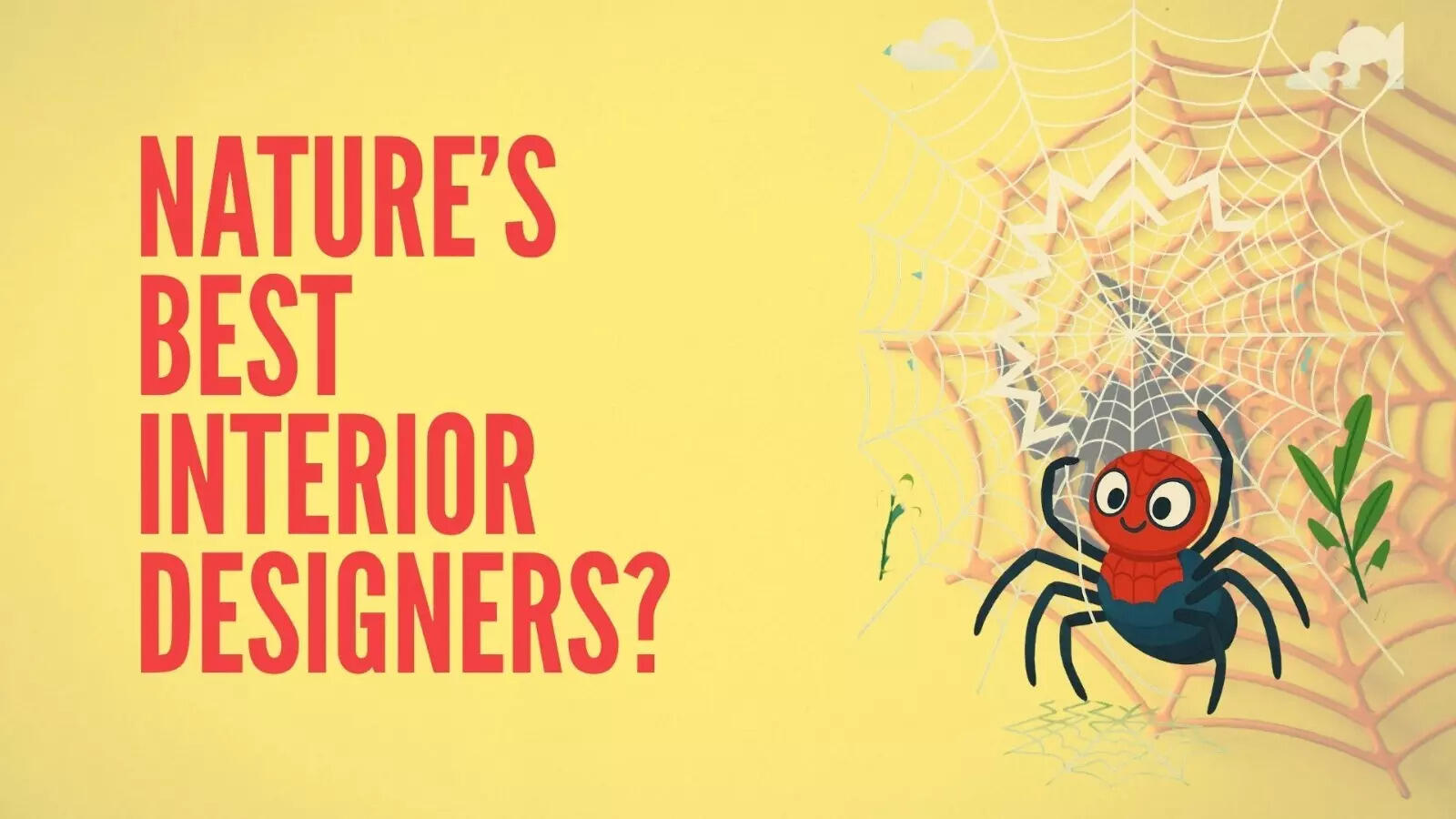 The Amazing Spider-Decorator: Why arachnids are nature’s best interior decorators