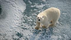 Polar bears on Norwegian islands ‘fatter and healthier’ despite ice loss