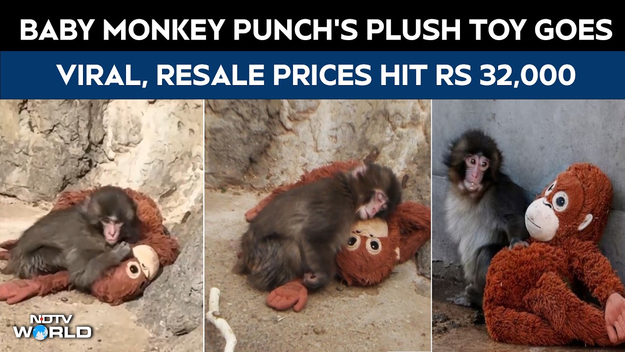 Punch Monkey | Baby Monkey Punch’s Plush Toy Goes Viral, Resale Prices Hit Rs 32,000