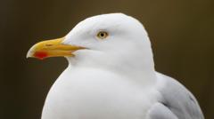 Marine strategy must deliver action for seabirds, charity says