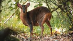 Deer culling to be made easier to protect trees and crops