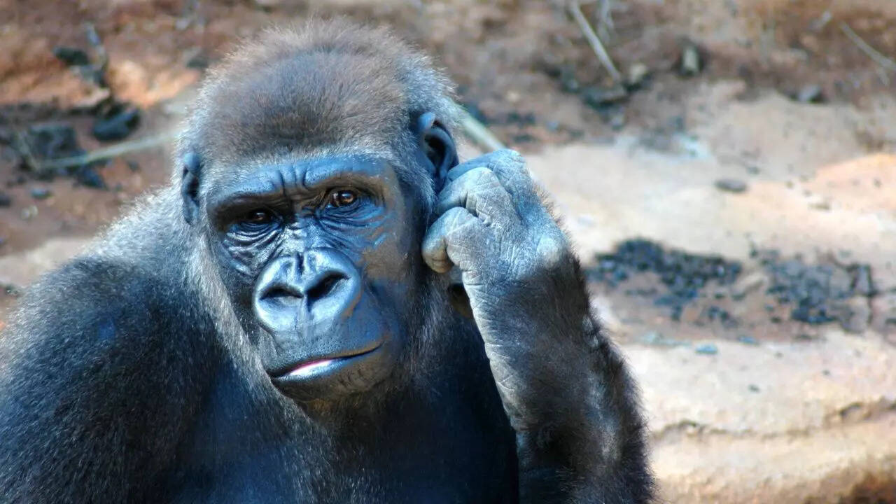 Not just humans, apes can imagine, pretend and mentally track things that aren’t real, study finds